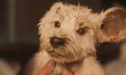 ‘Supergirl’ Brings Baby Krypto on New Adventure in Puppy Bowl Trailer